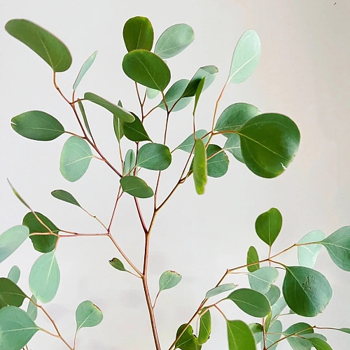 Eucalyptus Populus fresh cut rose wholesale from China
