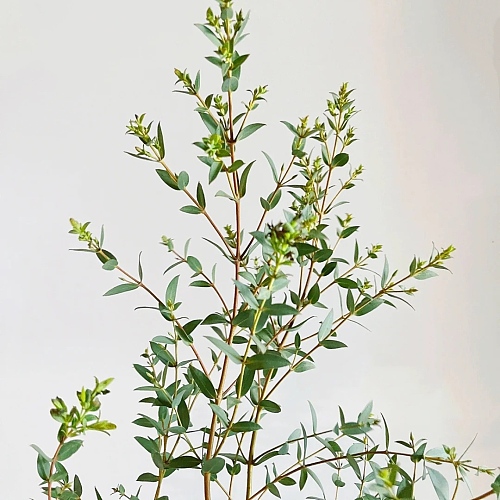 Eucalyptus Parvifolia fresh cut rose wholesale from China