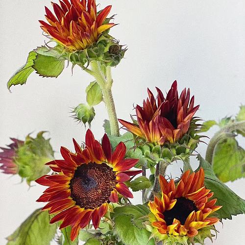 Sunflower Choc fresh cut rose wholesale from China