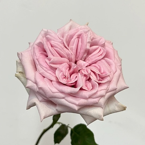 Rose-Sweet Longing fresh cut rose wholesale from China