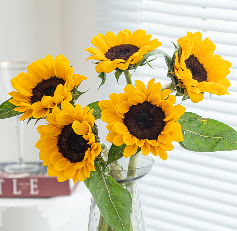 Sunflower Black Center fresh cut rose wholesale from China