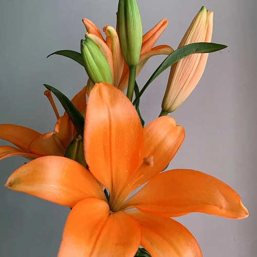 Asiatic Lily-Orange Dream Three Heads fresh cut rose wholesale from China