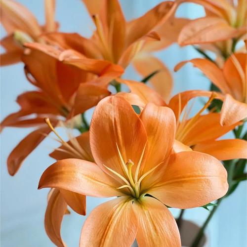 Asiatic Lily Orange Three Heads fresh cut rose wholesale from China