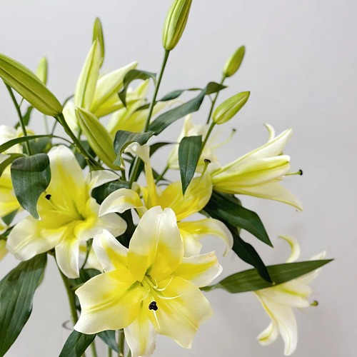 Oriental Lily-Huang Tianb Two Heads fresh cut rose wholesale from China