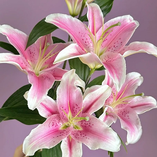 Oriental Lily-Sorbonne Two Heads fresh cut rose wholesale from China