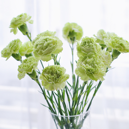 Sim Carnation Green-Premium（Has Farm） fresh cut rose wholesale from China