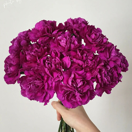 Sim Carnation-Purple fresh cut rose wholesale from China