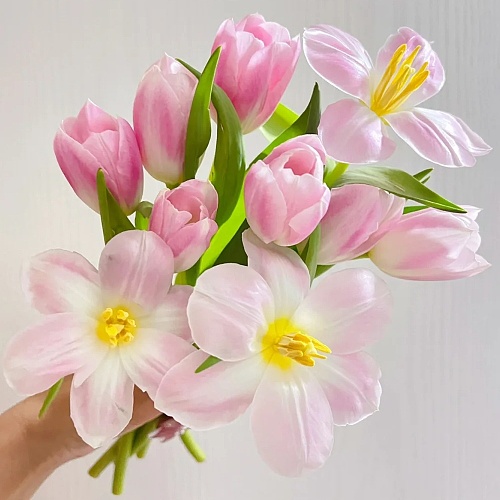 Tulip-Dynasty Pink fresh cut rose wholesale from China