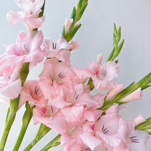 Gladiolus-Adina fresh cut rose wholesale from China