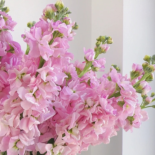 Matthiola-Pink fresh cut rose wholesale from China