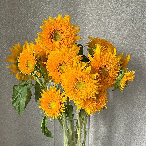 Sunflower Teddy fresh cut rose wholesale from China