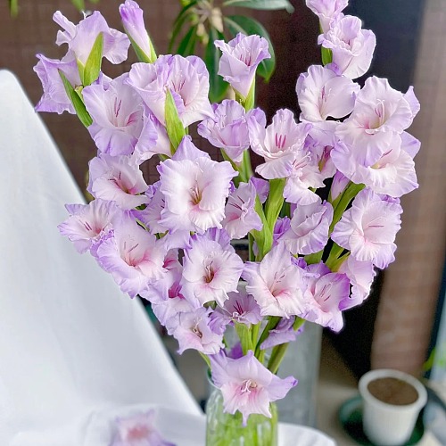 Gladiolus-Nautica fresh cut rose wholesale from China