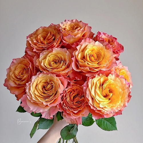 Free Spirit fresh cut rose wholesale from China