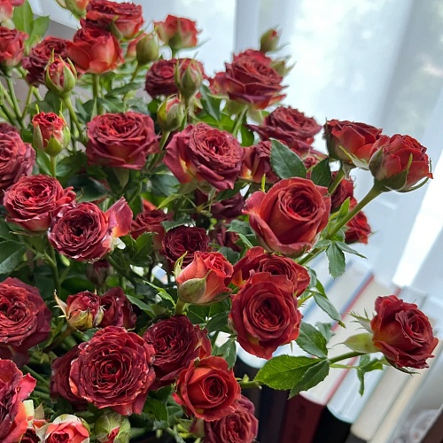 Spray Rose-Chocolate fresh cut rose wholesale from China