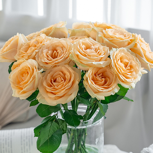Rose-Champagne fresh cut rose wholesale from China