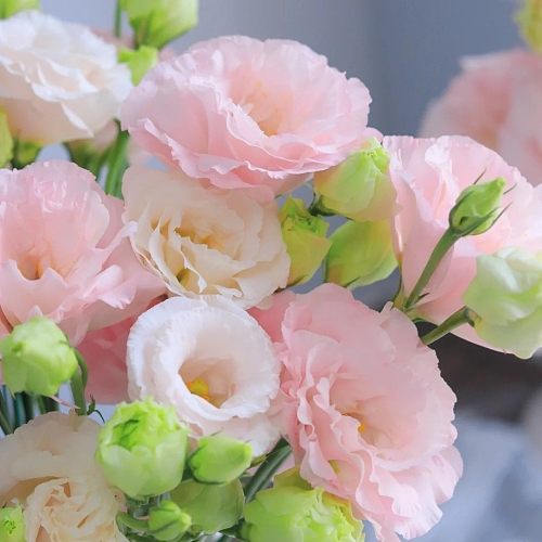 Eustoma-Soft Pink fresh cut rose wholesale from China