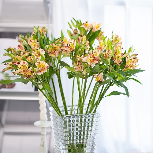 Alstroemeria-Orange fresh cut rose wholesale from China