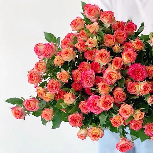 Spray Rose-Alice fresh cut rose wholesale from China