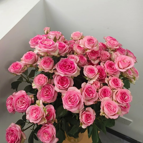 多头玫-如梦 fresh cut rose wholesale from China