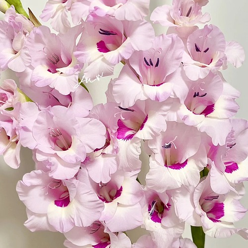 Gladiolus-Dreams fresh cut rose wholesale from China