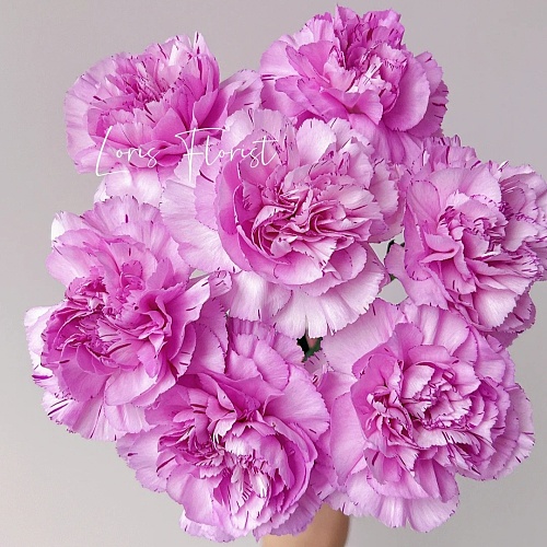 Sim Carnation-Lollipop Fragrance fresh cut rose wholesale from China