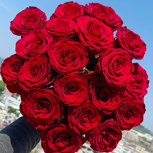 Rose-Red Rugosamore fresh cut rose wholesale from China