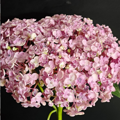 Hydrangea-Pink Popcorn fresh cut rose wholesale from China