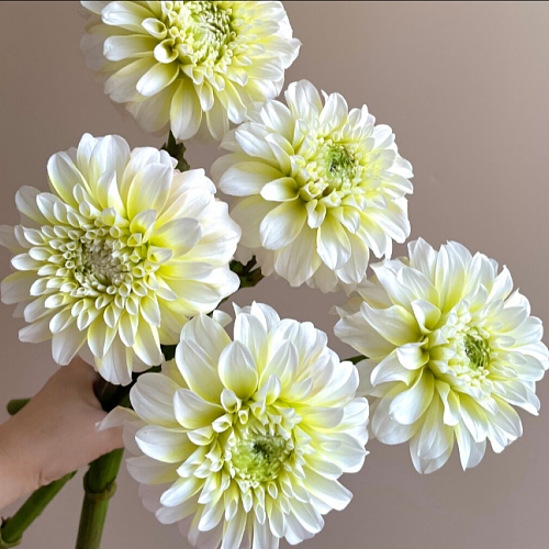 Dahlia-Firefly fresh cut rose wholesale from China