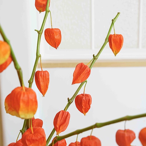 Physalis fresh cut rose wholesale from China