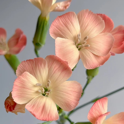 Butterfly Carnation-Salmon fresh cut rose wholesale from China