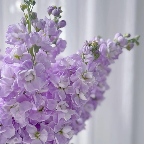 Matthiola-Purple fresh cut rose wholesale from China