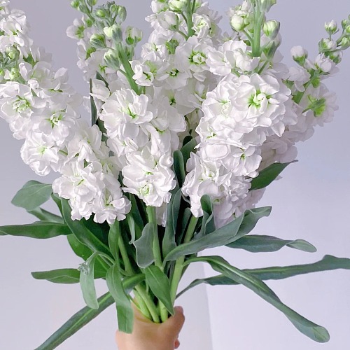 Matthiola-White fresh cut rose wholesale from China