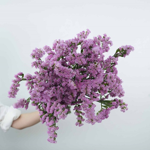 Statice Pink fresh cut rose wholesale from China