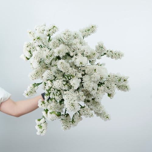 Statice White fresh cut rose wholesale from China