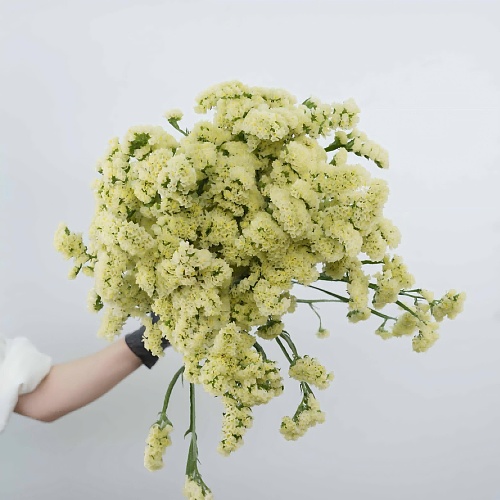 Statice Yellow fresh cut rose wholesale from China