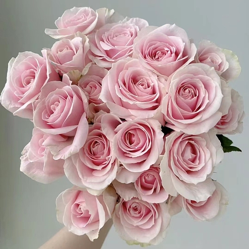 Sweet Avalanche fresh cut rose wholesale from China