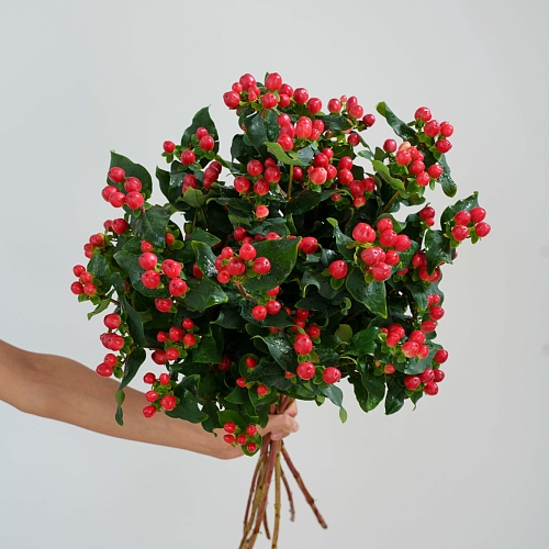 Hypericum Red fresh cut rose wholesale from China