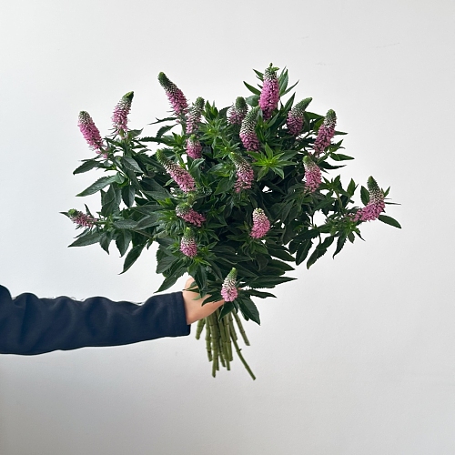 Veronica-Pink fresh cut rose wholesale from China