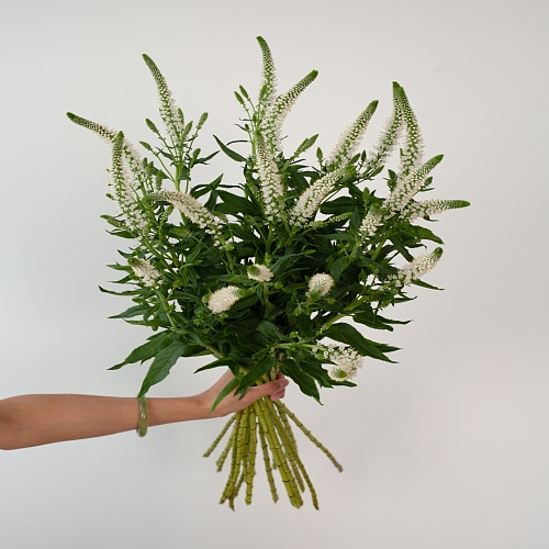 Veronica-White fresh cut rose wholesale from China