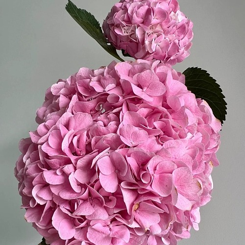 Hydrangea Dark Pink Premium fresh cut rose wholesale from China