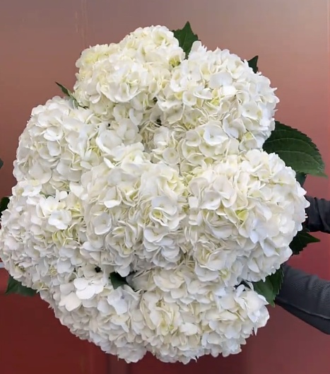 Hydrangea White Premium fresh cut rose wholesale from China