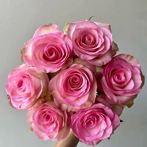 Rose-Aqua Spirit fresh cut rose wholesale from China
