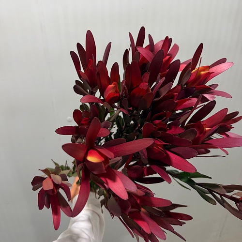 Spray Leucadendron-Broad Leaf Red fresh cut rose wholesale from China