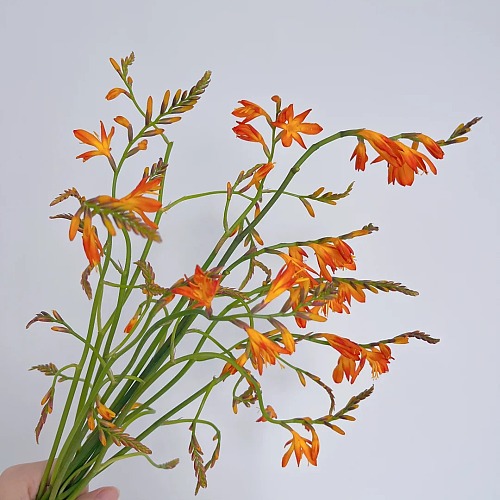 Crocosmia fresh cut rose wholesale from China