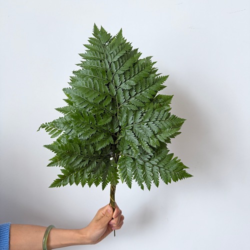 Leather Fern fresh cut rose wholesale from China
