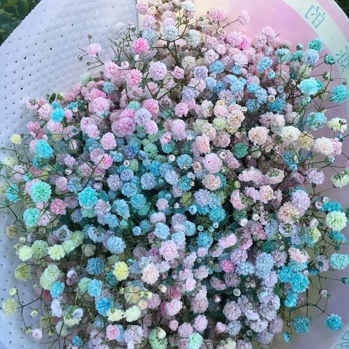 Gypsophila Rainbow Candy fresh cut rose wholesale from China