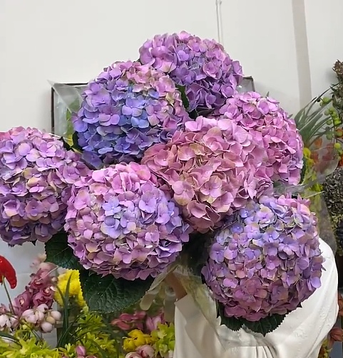 Hydrangea Pinkish Purple Premium fresh cut rose wholesale from China