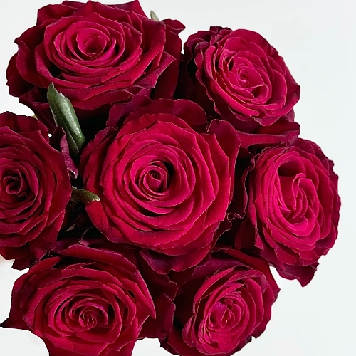 Rose-Xuebaochai fresh cut rose wholesale from China