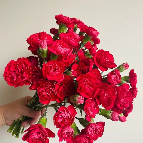 Spray Carnation Red （Has Farm） fresh cut rose wholesale from China