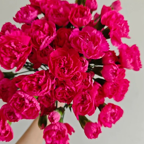 Spray Carnation Hot Pink (Has Farm) fresh cut rose wholesale from China